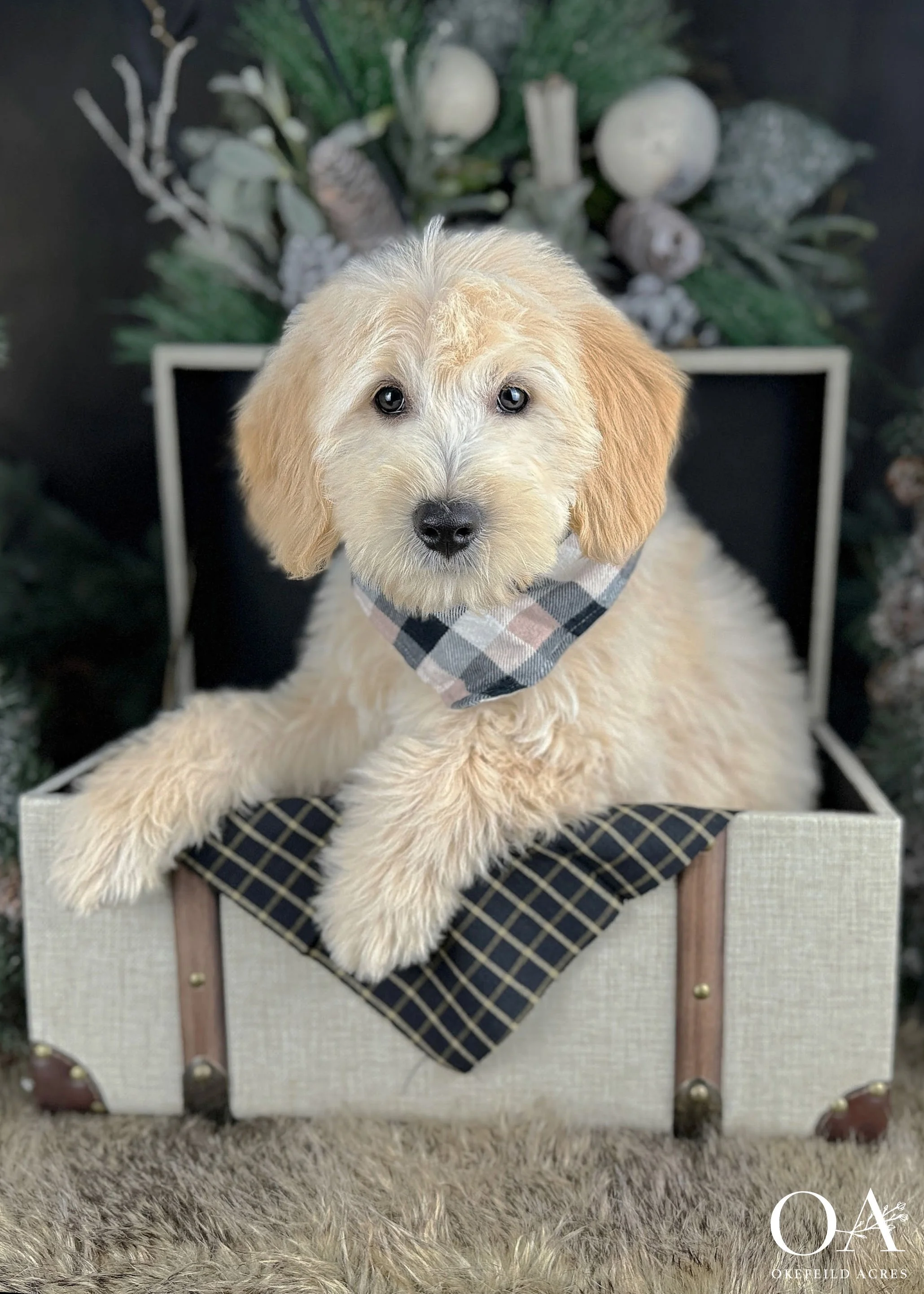 English Teddybear Goldendoodle Puppies Training Included Missouri
